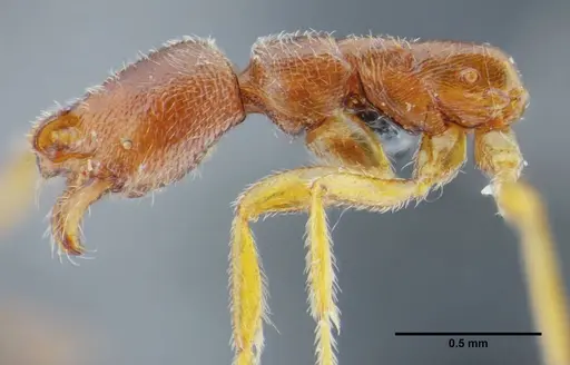 Simopelta bicolor - UFV-LABECOL-000373