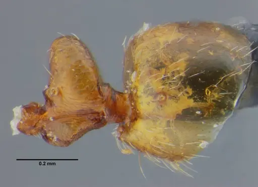 Simopelta bicolor - UFV-LABECOL-000373