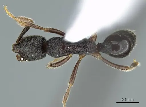 Simopelta breviscapa specimen