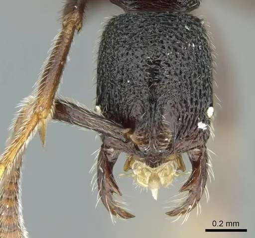Simopelta breviscapa specimen