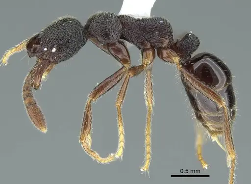 Simopelta breviscapa specimen