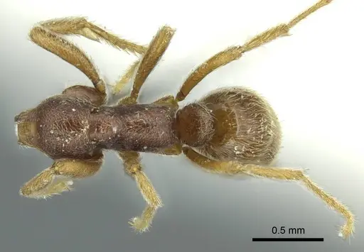 Simopelta curvata specimen