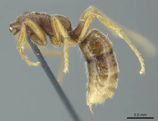 Simopelta curvata specimen