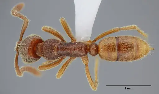 Simopelta curvata - UFV-LABECOL-000383