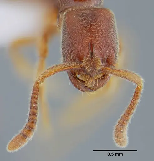 Simopelta curvata - UFV-LABECOL-000383