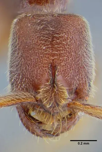 Simopelta curvata - UFV-LABECOL-000383