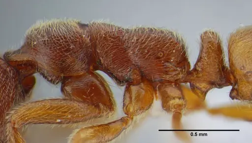 Simopelta curvata - UFV-LABECOL-000383