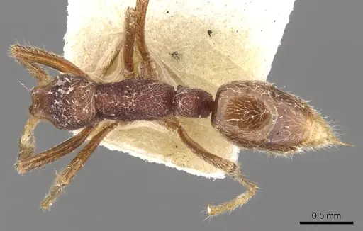 Simopelta jeckylli specimen