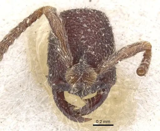 Simopelta jeckylli specimen