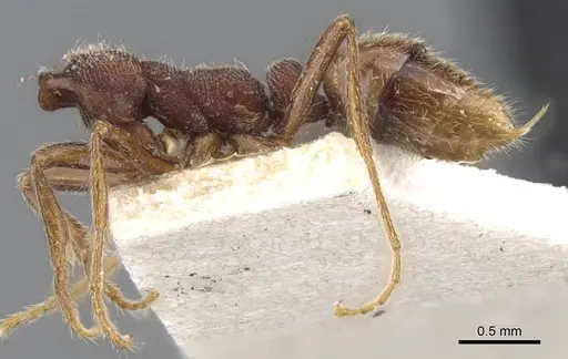 Simopelta jeckylli specimen