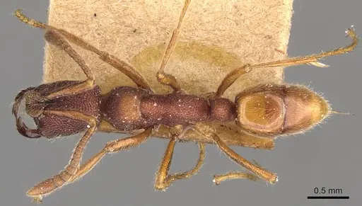 Simopelta jeckylli - CASENT0907295