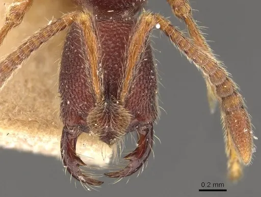 Simopelta jeckylli - CASENT0907295