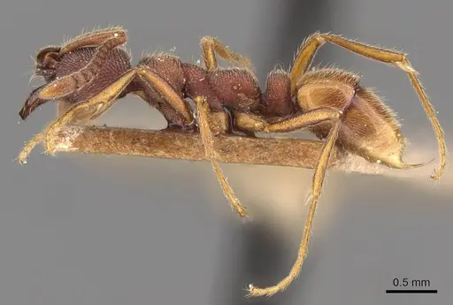 Simopelta jeckylli - CASENT0907295