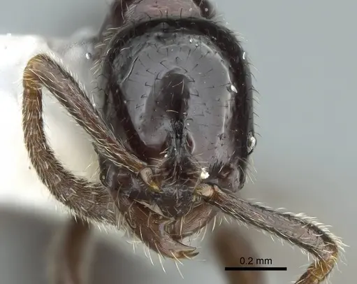 Simopelta laevigata specimen