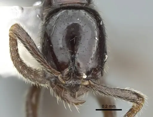 Simopelta laevigata specimen