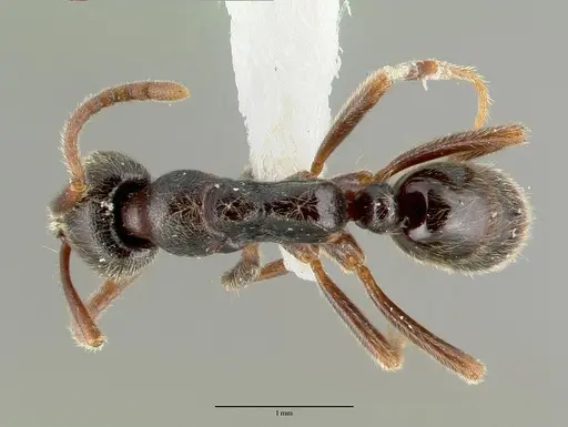 Simopelta laticeps specimen