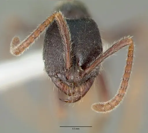 Simopelta laticeps specimen