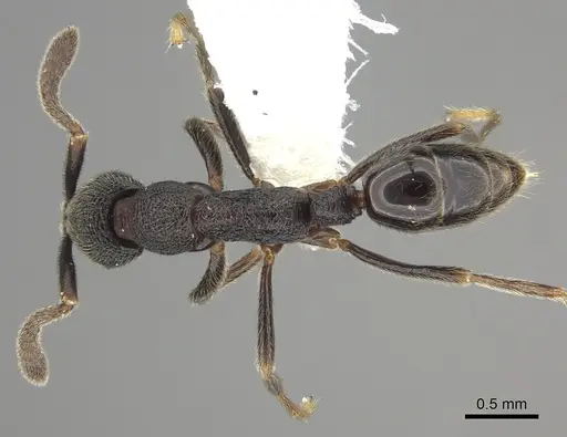 Simopelta longinoda specimen