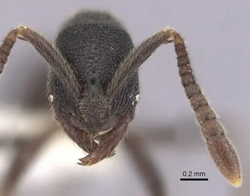 Simopelta longinoda specimen