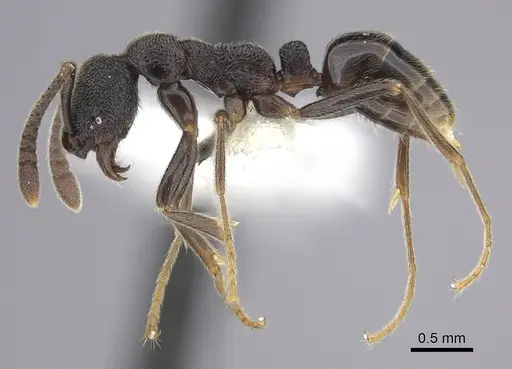 Simopelta longinoda specimen