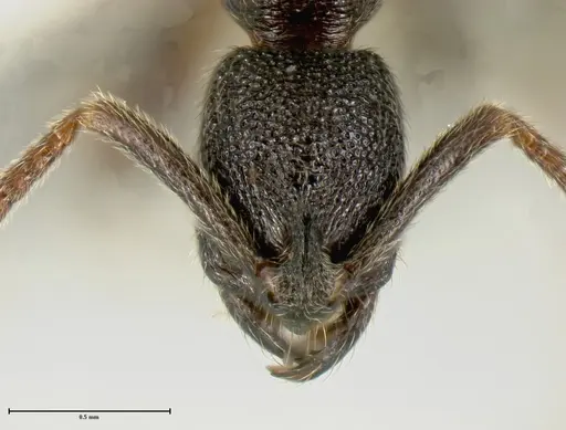 Simopelta longinoda - INBIOCRI001279787