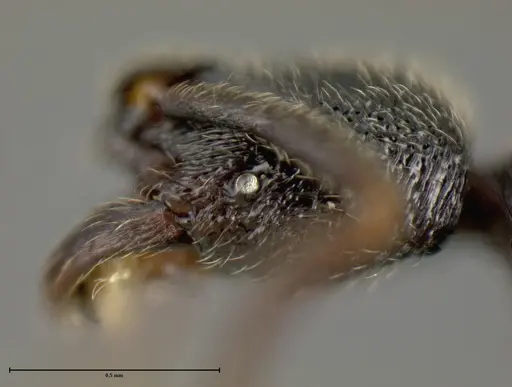 Simopelta longinoda - INBIOCRI001279787