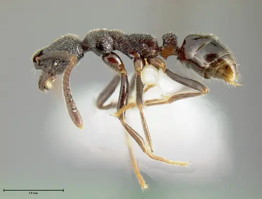 Simopelta longinoda - INBIOCRI001279787