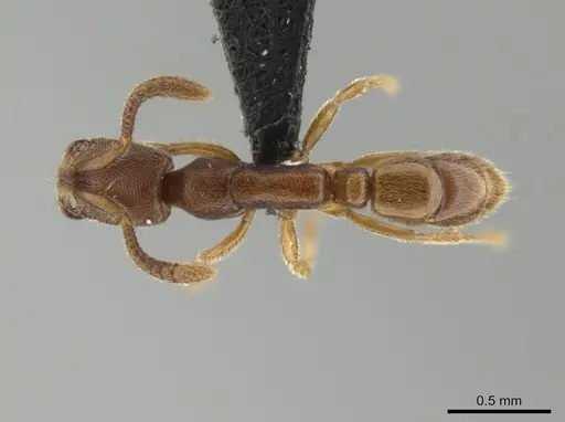 Simopelta minima specimen