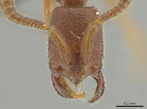 Simopelta minima specimen