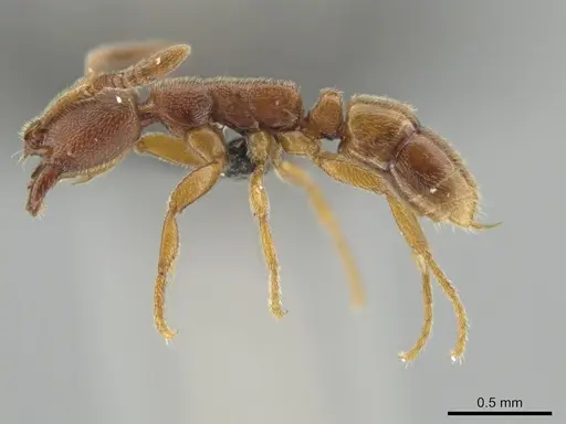 Simopelta minima specimen