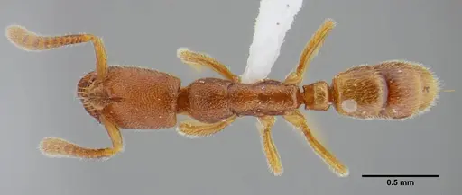 Simopelta minima - UFV-LABECOL-000001