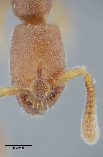 Simopelta minima - UFV-LABECOL-000001