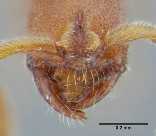 Simopelta minima - UFV-LABECOL-000001