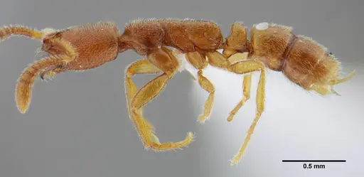 Simopelta minima - UFV-LABECOL-000001