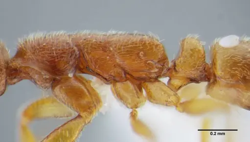 Simopelta minima - UFV-LABECOL-000001