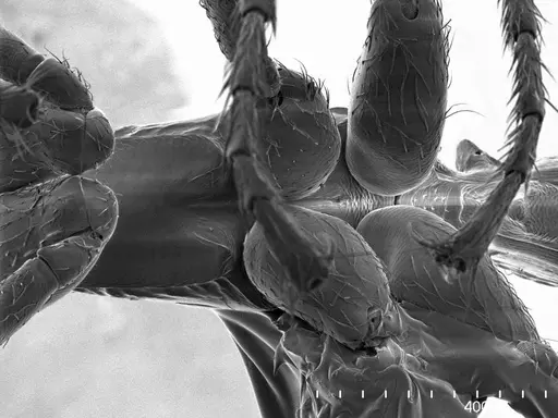 Simopelta oculata specimen