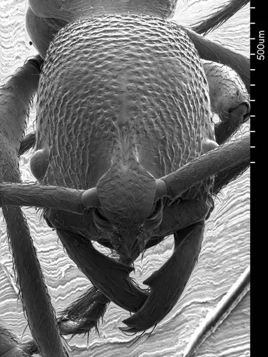 Simopelta oculata specimen