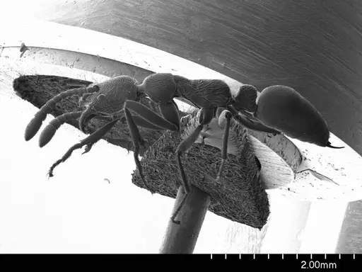 Simopelta oculata specimen