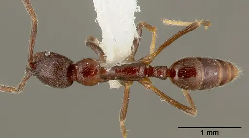 Simopelta oculata - CASENT0003166