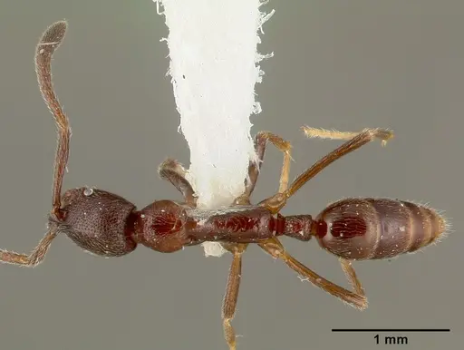 Simopelta oculata - CASENT0003166