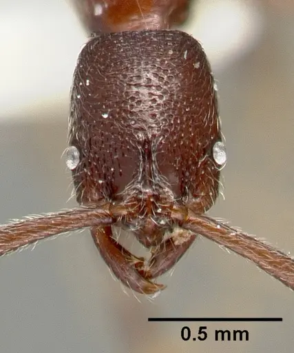Simopelta oculata - CASENT0003166