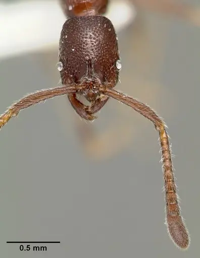 Simopelta oculata - CASENT0003166