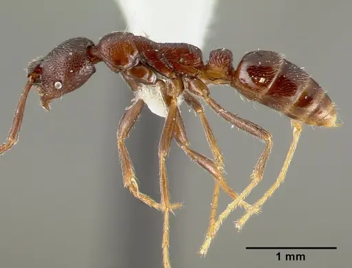 Simopelta oculata - CASENT0003166