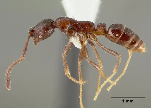 Simopelta oculata - CASENT0003166