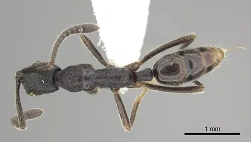 Simopelta oculata - CASENT0249243