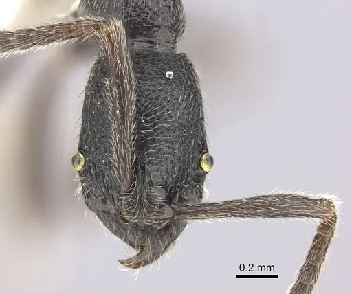 Simopelta oculata - CASENT0249243