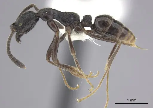 Simopelta oculata - CASENT0249243