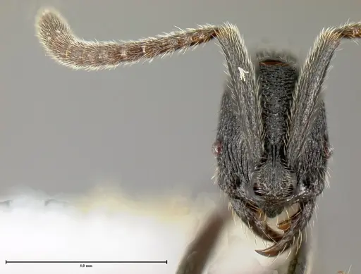 Simopelta oculata - CASENT0649834