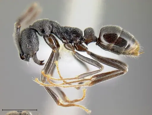 Simopelta oculata - CASENT0649834