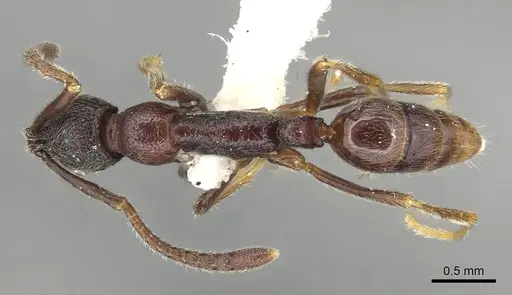 Simopelta oculata - CASENT0915305